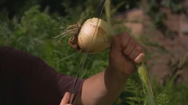 River Cottage Forever (6)