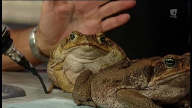 “Jungle” Jack Hanna, Danny McBride