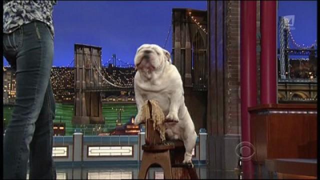 Stupid Pet Tricks, Johnny Galecki, Norah Jones