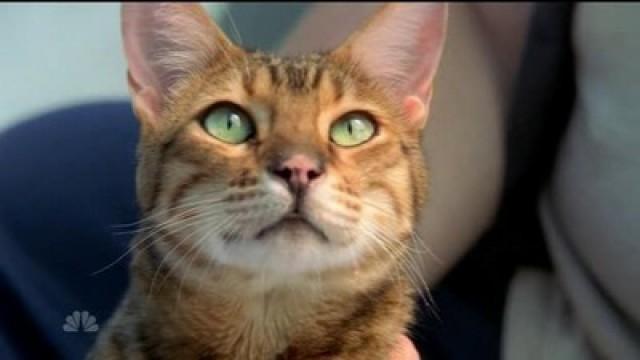 Larceny of a Kitty Cat