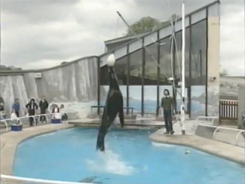 Sea Lions