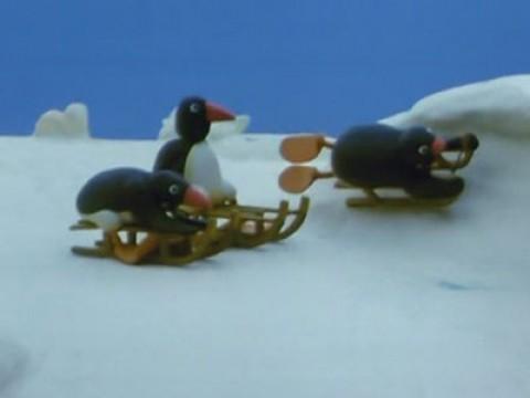 Pingu e la gara di slitte