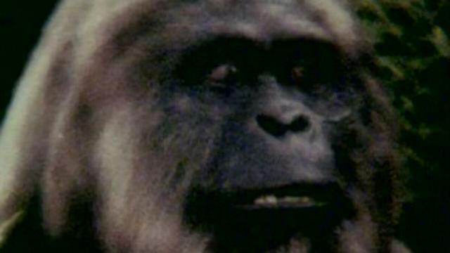 Dangerous Dingoes, Flesh Eating Fish, Bigfoot