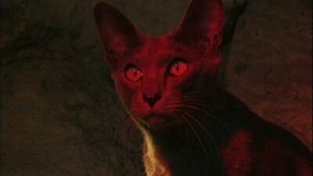 Cat Cult, Alien Animals, Killer Bees