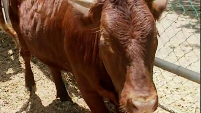 Cadborosaurus, Red Heifer, Alien Big Cats