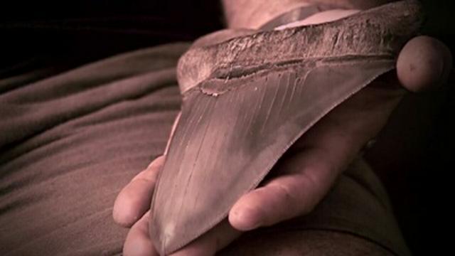 Megalodon, Pets That Save, Animal Plagues