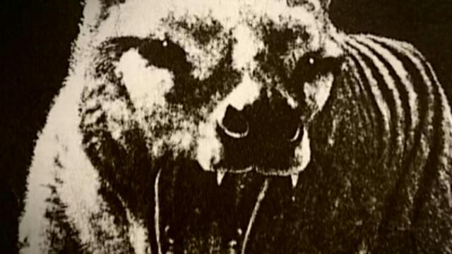 Incredible Journeys, Thylacine, Moose or Monster?