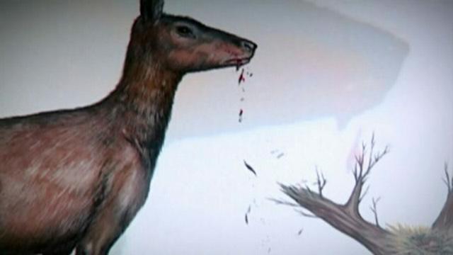 Carnivorous Herbivores,  Giant Monitors, Animal Memories