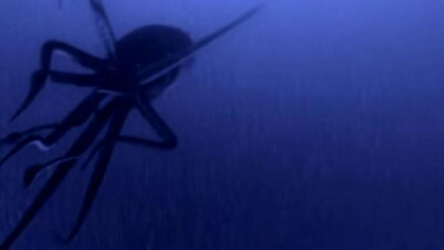 Giant Squid, Animal Phantoms, Kamikaze Sex