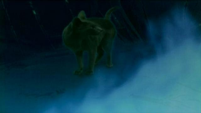 Ghostly Creatures