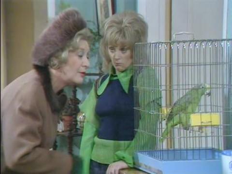 The Parrot