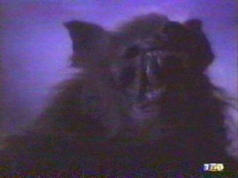 Gray Wolf