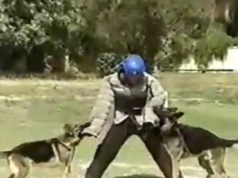 Go Fetch