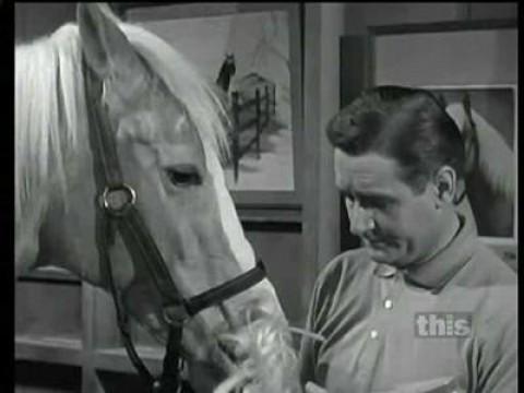 Bald Horse