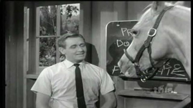 Horse Party