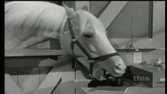 Disappearing Horse