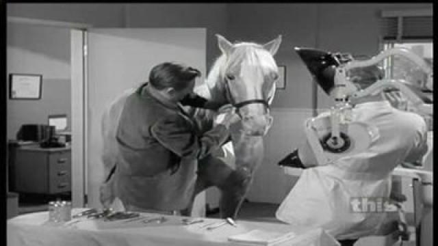 Ed's Dentist