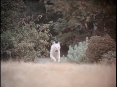 Beware the Dog
