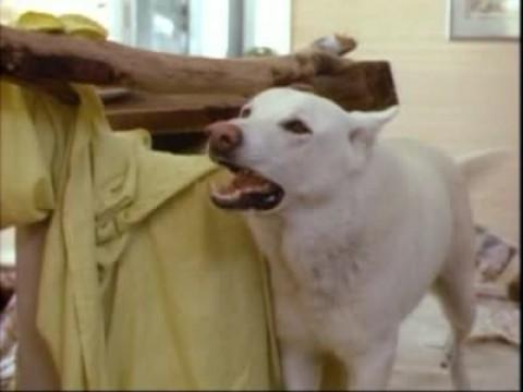 Man's Best Friend