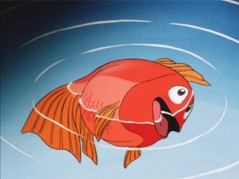 Sono un pesce, sono un gatto