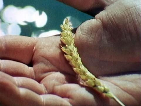 The Harvest of the Seasons