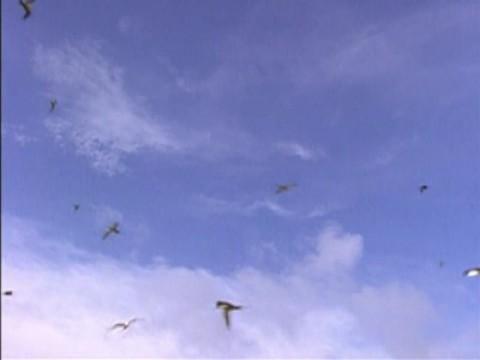 Volar o no volar