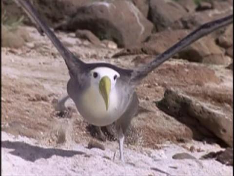 El dominio del vuelo