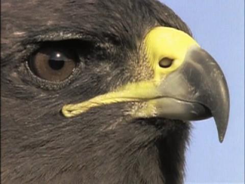 Aves carnívoras