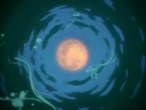 Wolf's rain