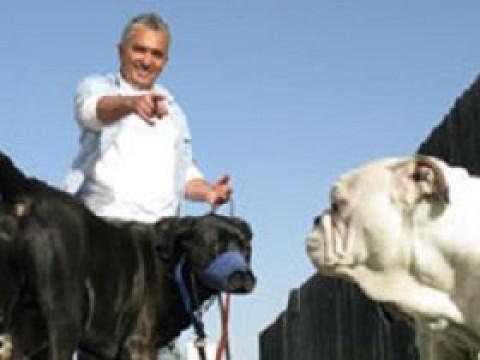 Cujo & Molly