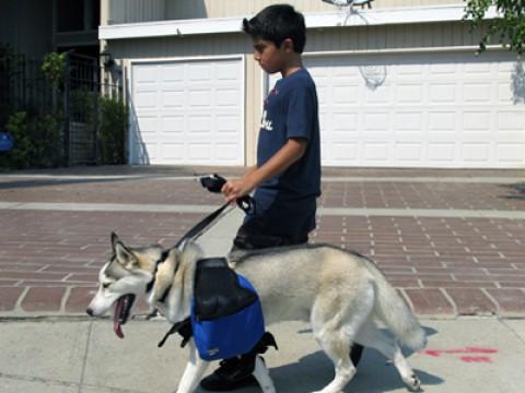 Der Junge und sein Hund