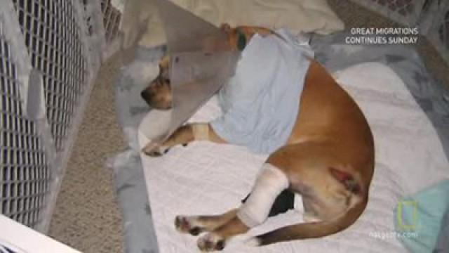 Pitbull Mischling Mongo