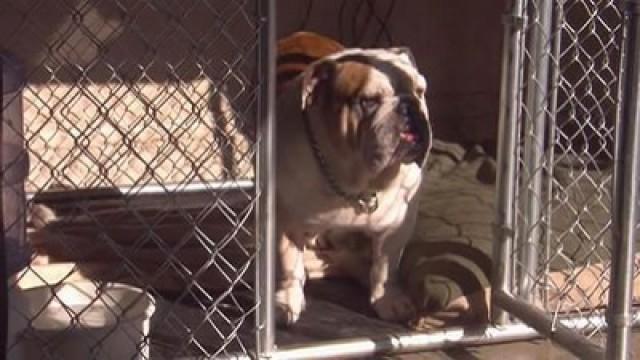 Zwei streitwütige Bulldoggen