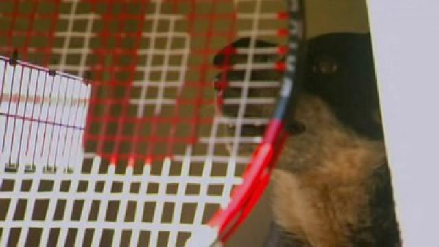 Problemhund Buster