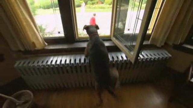 Wenn Gassi gehen zur Qual wird