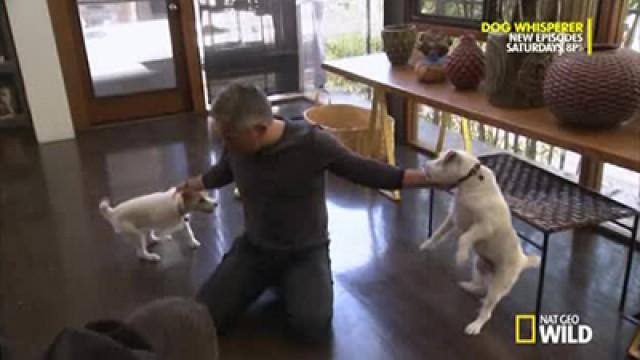 Die Sprache der Hunde