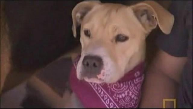 Die Drogenhunde von Florida