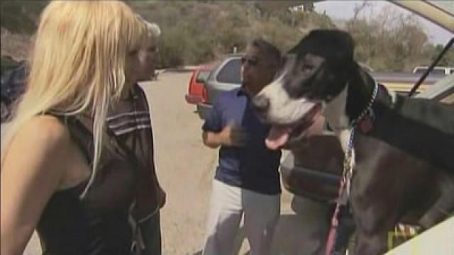 Zwei Doggen und ein Todesfall