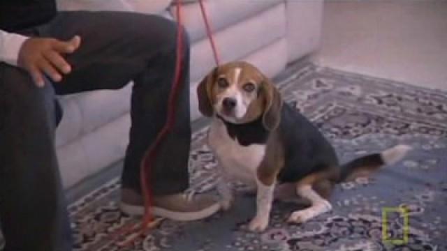 Ein Beagle außer Rand und Band