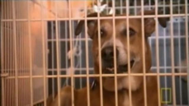 Das Rätsel um Labrador-Mischling Curly
