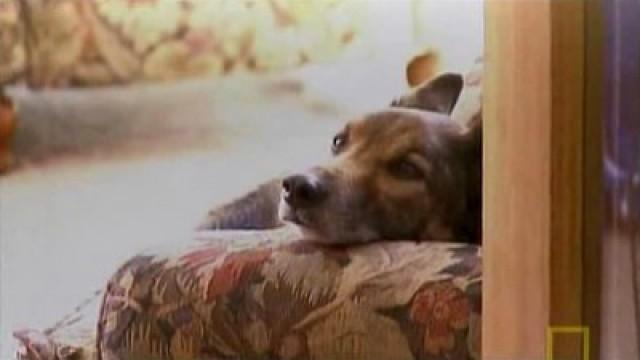 Heulen wie ein Schlosshund