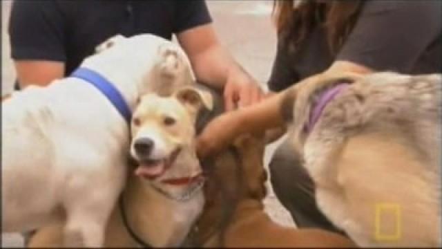 Was wurde aus…? - Cesar Millan blickt zurück