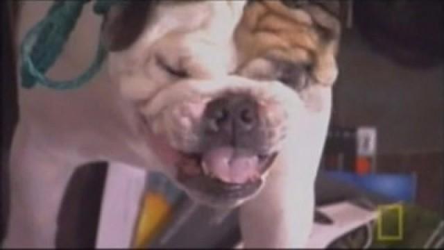 Buster - Bulldogge ohne Gnade