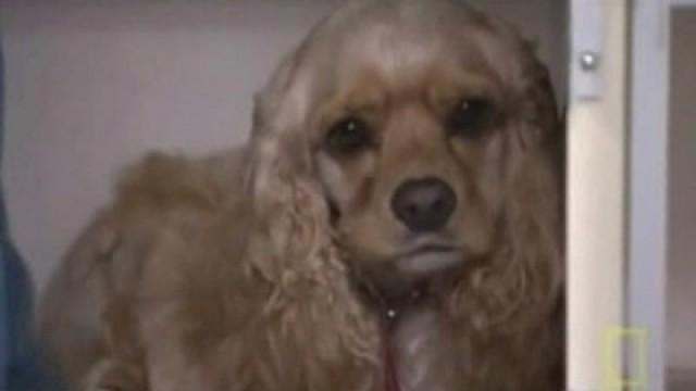 Peanut, das schnappende Geburtstagsgeschenk