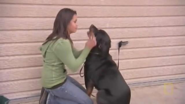 Rottweiler Apollo - Lieber Frauen als Männer