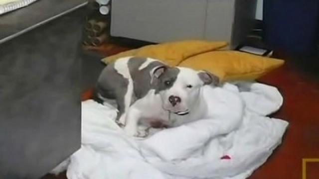 Duellierende Pitbulldamen