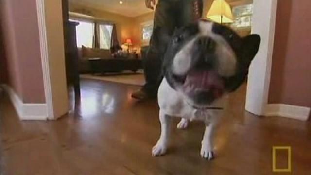 Bozley - Eine Bulldogge geht an die Decke