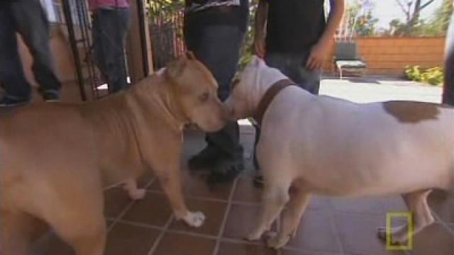 Bam Bam - Ein Pitbull mit zwei Gesichtern
