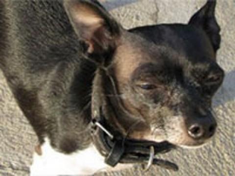 Drei kleine Chihuahuas mit großen Problemen