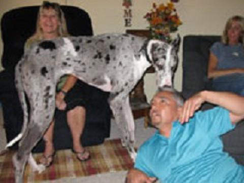 Chaos im Hundesalon